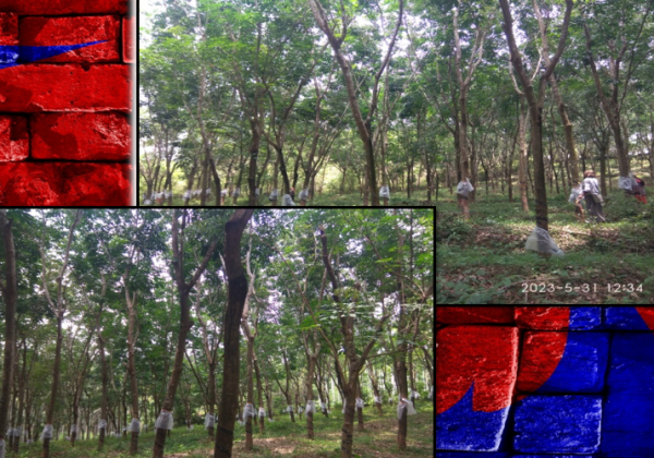 The rain guard for rubber trees